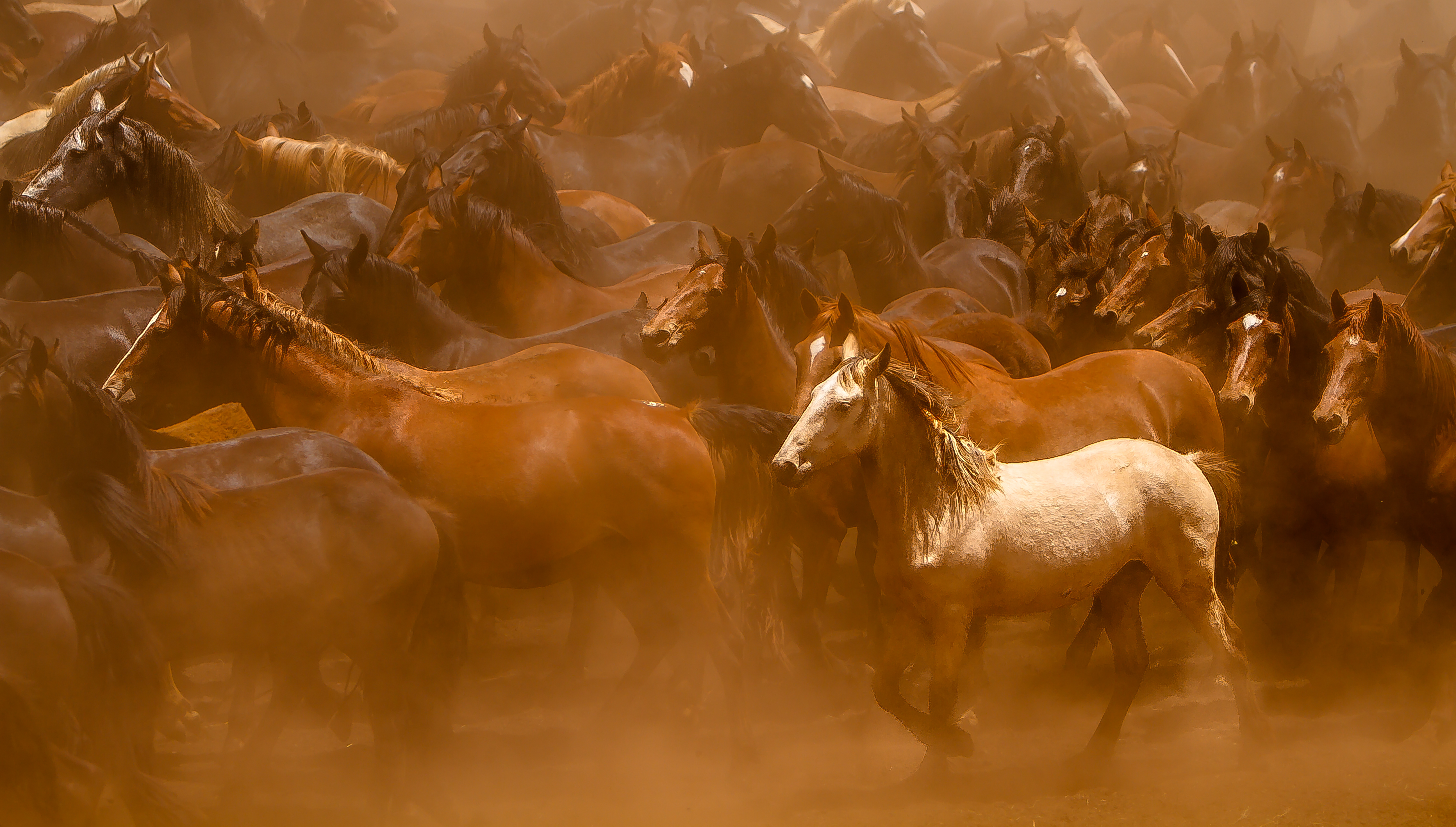 Horses dust