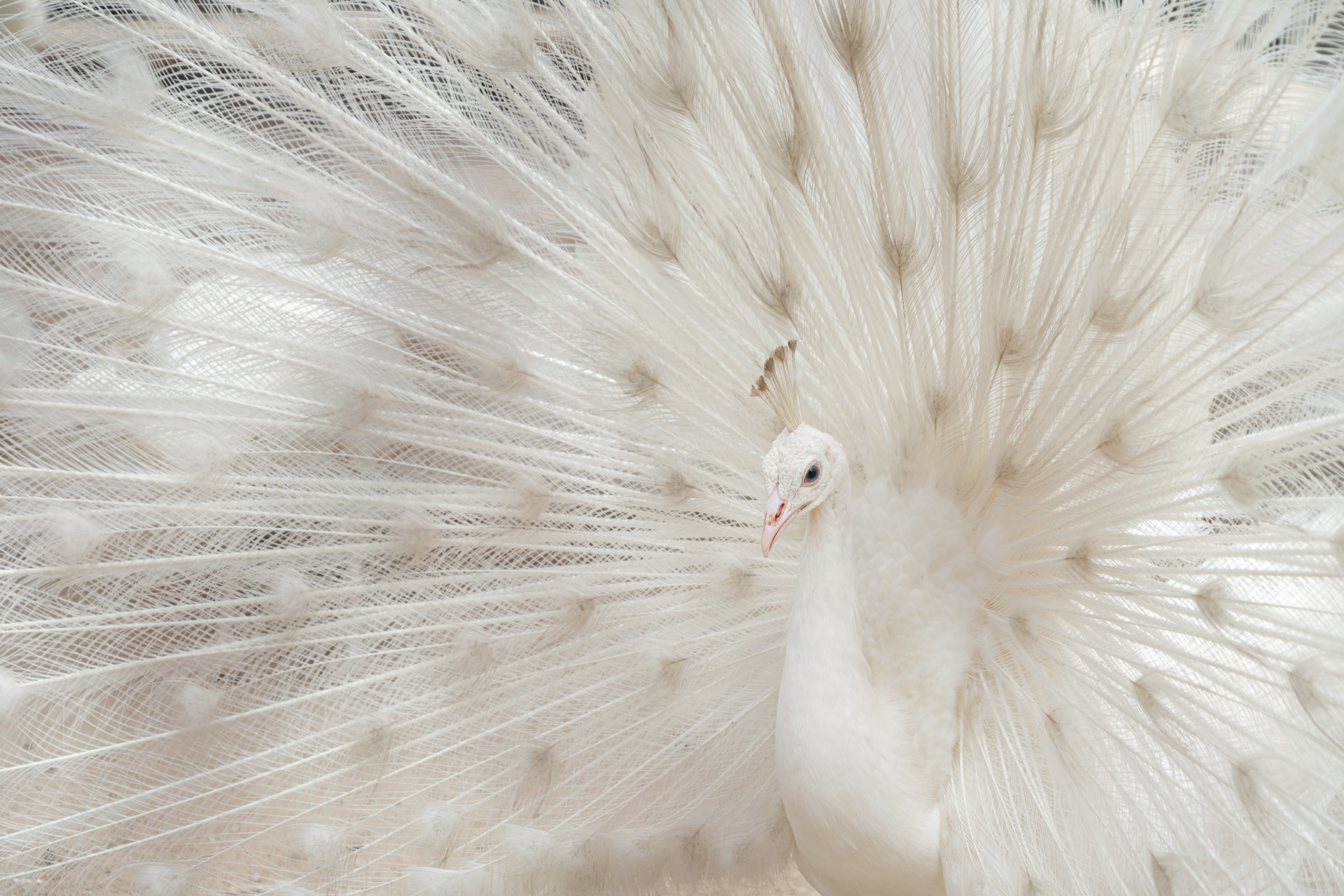 Peacock bird